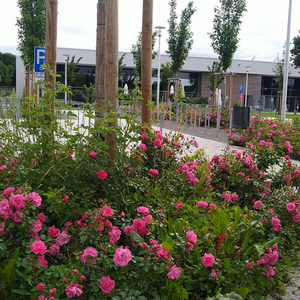 Fahrradparkplatz Hechingen Rosen-3